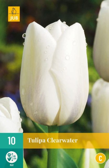 Tulipán Clearwater (10 cibulí, bílý, karta)