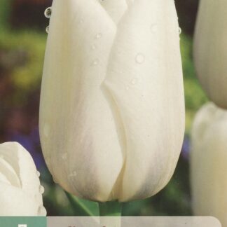 Tulipán Clearwater (7 cibulí, bílý, karta)