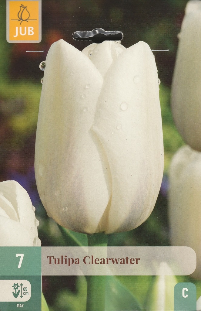 Tulipán Clearwater (7 cibulí, bílý, karta) Tulipán Clearwater (7 cibulí, bílý, karta)
