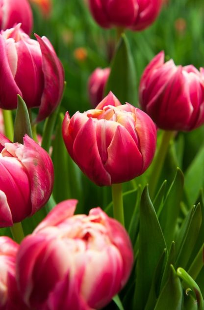 Tulipán Columbus (7 cibulí, růžový)