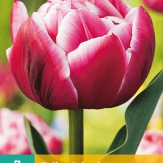 Tulipán Columbus (7 cibulí, růžový, karta)