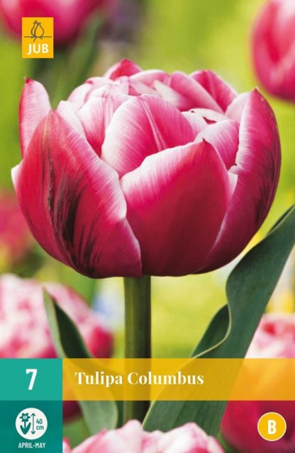Tulipán Columbus (7 cibulí, růžový, karta)