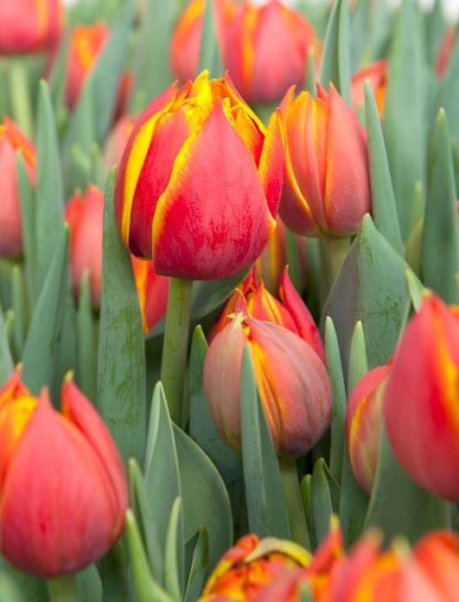 Tulipán Crossfire (7 cibulí, žluto-červený)