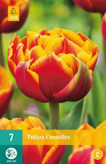 Tulipán Crossfire (7 cibulí, žluto-červený, karta)