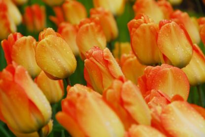 Tulipán Daydream (10 cibulí, oranžový)