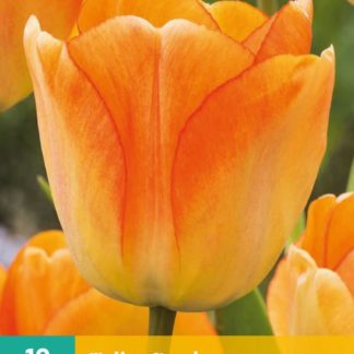 Tulipán Daydream (10 cibulí, oranžový, karta)