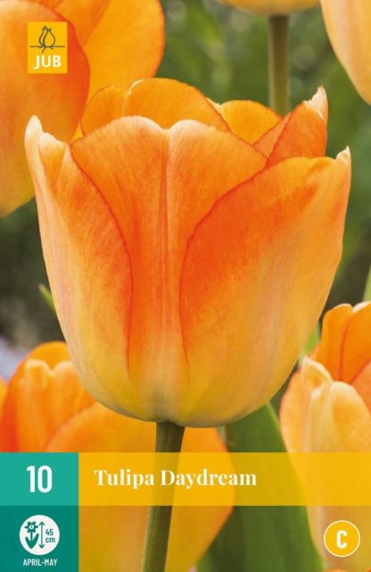 Tulipán Daydream (10 cibulí, oranžový, karta)