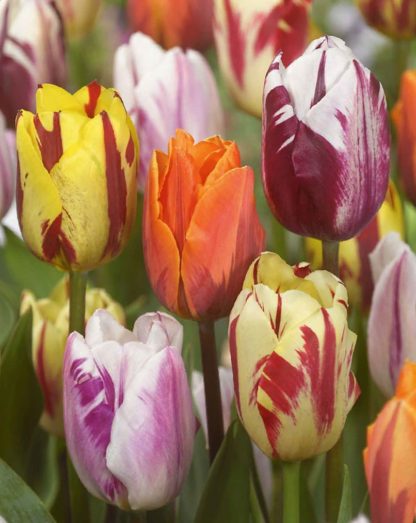 Tulipán Flaming Beauty Mix (10 cibulí, směs)