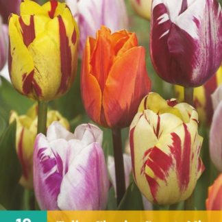 Tulipán Flaming Beauty Mix (10 cibulí, směs, karta)