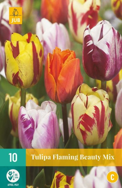 Tulipán Flaming Beauty Mix (10 cibulí, směs, karta)