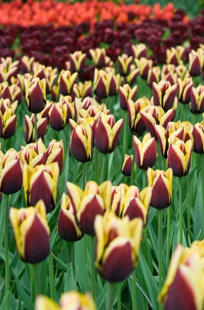 Tulipán Gavota (10 cibulí, žluto-červený)