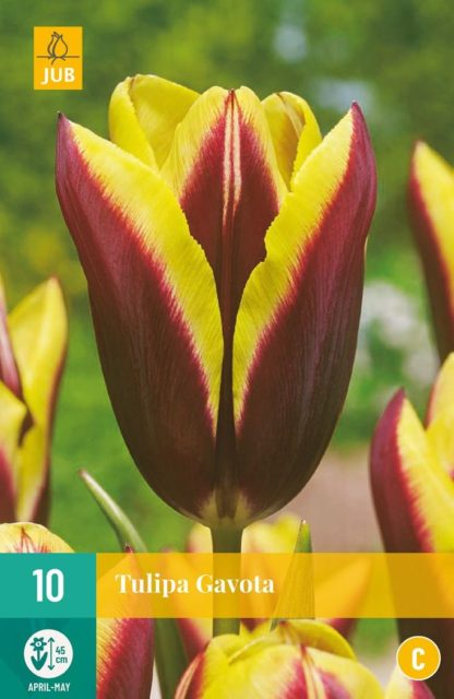 Tulipán Gavota (10 cibulí, žluto-červený, karta)