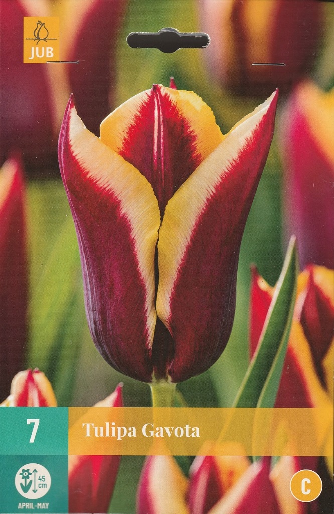 Tulipán Gavota (7 cibulí, žluto-červený, karta) Tulipán Gavota (7 cibulí, žluto-červený, karta)