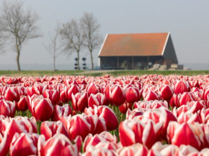 Tulipán Leen van der Mark (10 cibulí, bílo-červený)