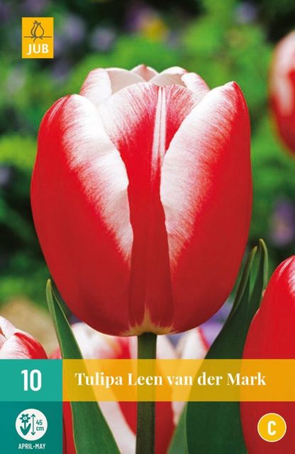 Tulipán Leen van der Mark (10 cibulí, bílo-červený, karta)