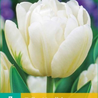 Tulipán Mondial (7 cibulí, bílý, karta)
