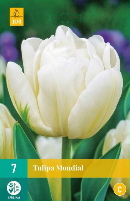 Tulipán Mondial (7 cibulí, bílý, karta)