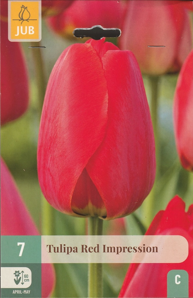 Tulipán Red Impression (7 cibulí, červený, karta) Tulipán Red Impression (7 cibulí, červený, karta)