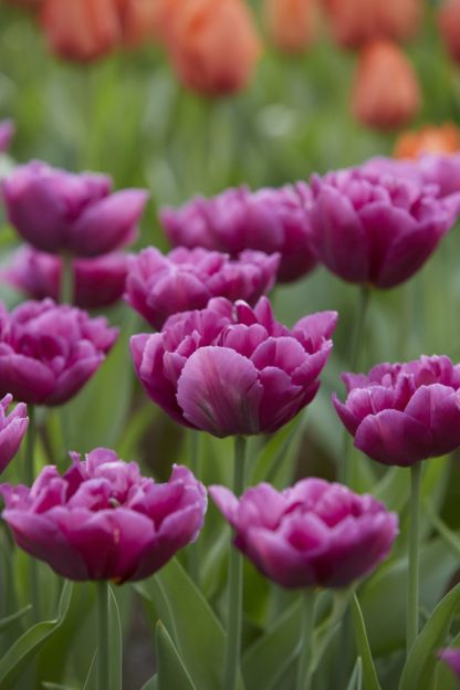 Tulipán Showcase (7 cibulí, fialový)