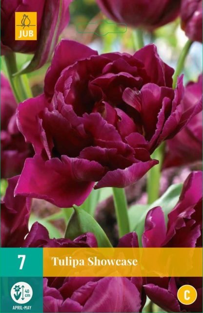 Tulipán Showcase (7 cibulí, fialový, karta)