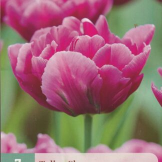 Tulipán Showcase (7 cibulí, fialový, karta)
