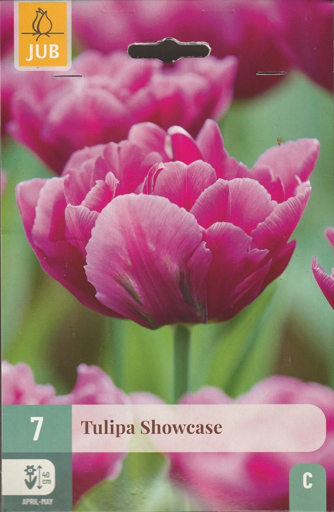 Tulipán Showcase (7 cibulí, fialový, karta) Tulipán Showcase (7 cibulí, fialový, karta)