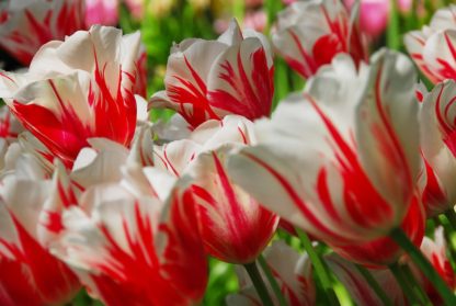 Tulipán Sorbet (7 cibulí, červeno-bílý)
