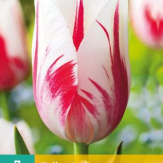 Tulipán Sorbet (7 cibulí, červeno-bílý, karta)
