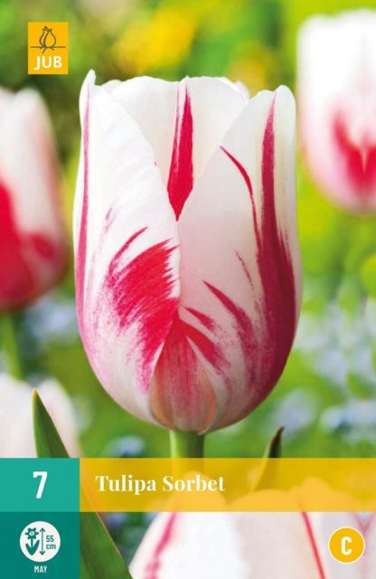 Tulipán Sorbet (7 cibulí, červeno-bílý, karta)