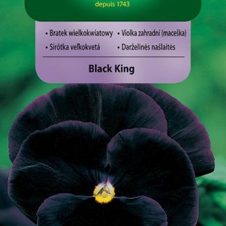 Maceška velkokvětá Black King - tmavě fialová (Vilmorin)