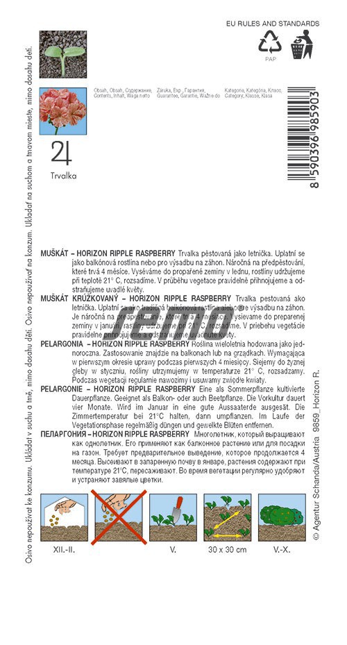 Muškát páskatý Horizon Ripple Raspberry - purpurové skvrny (pěstování) Muškát páskatý Horizon Ripple Raspberry - purpurové skvrny (pěstování)