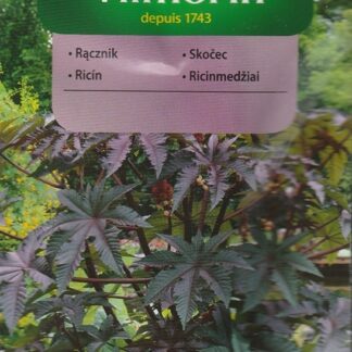 Skočec obecný - červenolistý (Vilmorin)