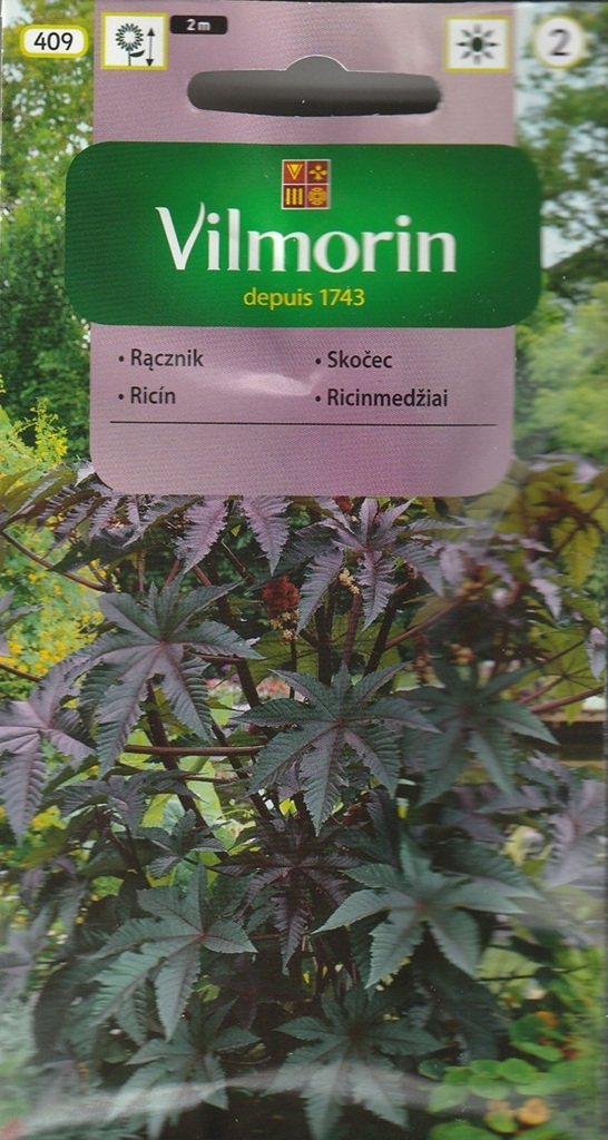 Skočec obecný - červenolistý (Vilmorin) Skočec obecný - červenolistý (Vilmorin)