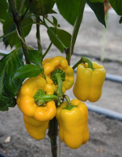 Paprika zeleninová Turbine F1 - sladká, kvadratická, tmavě žlutá (BEJO)