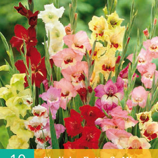 Mečík (gladiola) Butterfly Mix (10 cibulí, směs, karta)