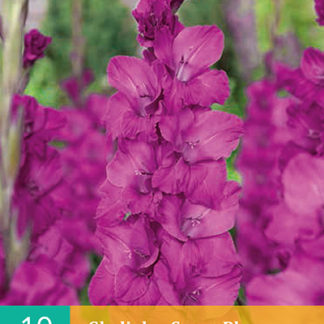 Mečík (gladiola) Sugar Plum (10 cibulí, karta)