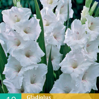 Mečík (gladiola) White Prosperity (10 cibulí, karta)