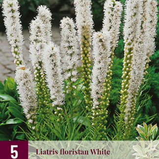 Šuškarda (liatris) Floristan White bílá (5 cibulí, karta)