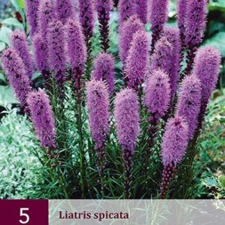 Šuškarda (liatris spicata) fialová (5 cibulí, karta)