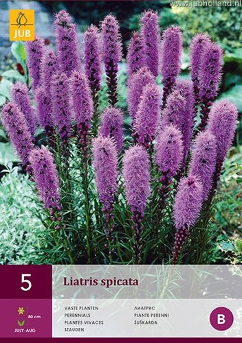 Šuškarda (liatris spicata) fialová (5 cibulí, karta)