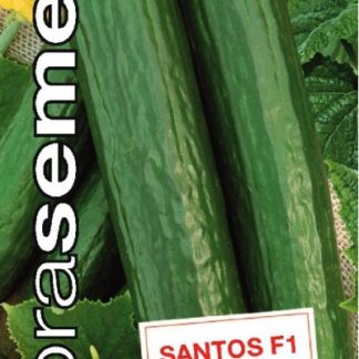 Okurka salátová Santos F1 - hadovka, skleníková, dlouhá (Dobrasemena)