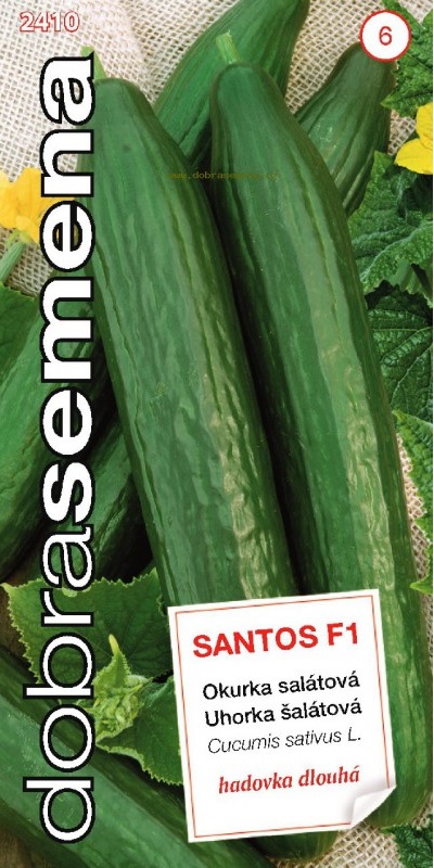Okurka salátová Santos F1 - hadovka, skleníková, dlouhá (Dobrasemena)