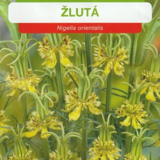 Černucha východní - žlutá (Osiva Moravia)