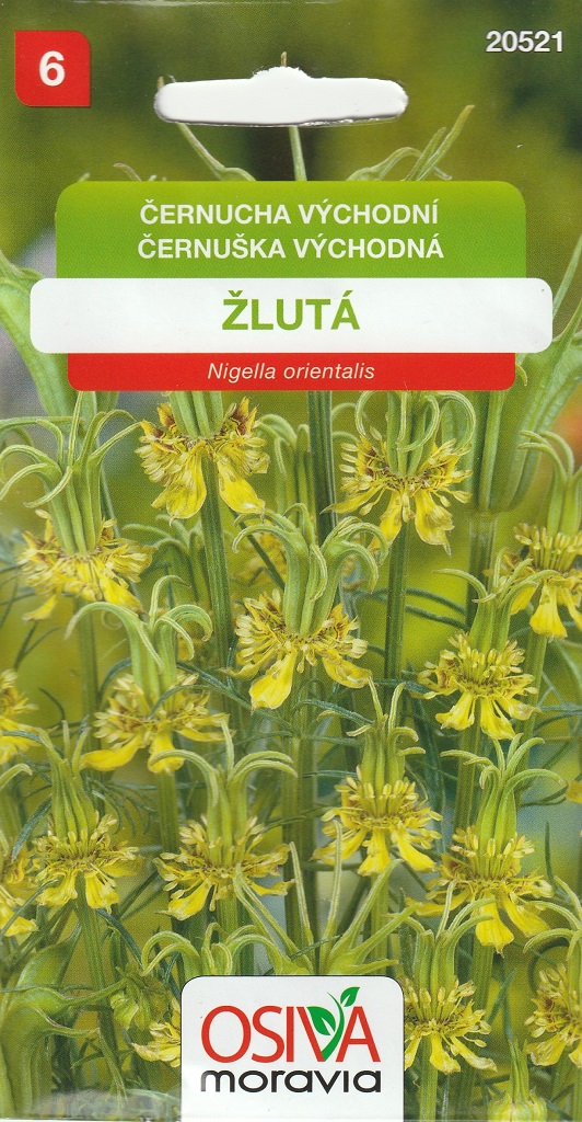 Černucha východní - žlutá (Osiva Moravia) Černucha východní - žlutá (Osiva Moravia)