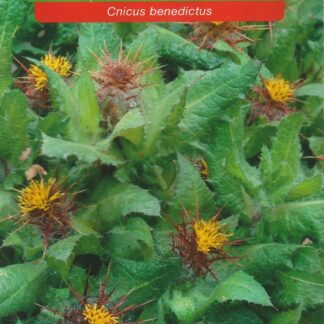 Benedikt lékařský - léčivý bodlák (Osiva Moravia)