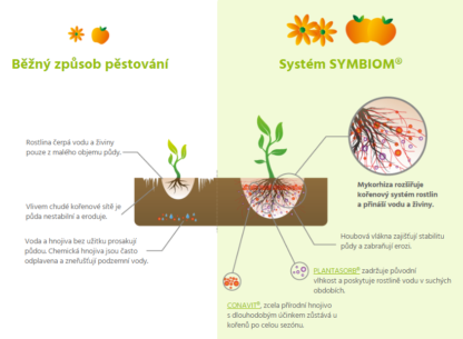 Symbivit - jak fungují mykorhizní houby