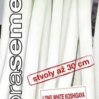 Cibule sečka Long White Koshigaya - extra silné stvoly (Dobrasemena)