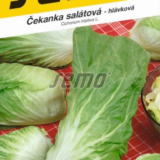 Čekanka salátová Pan di Zucchero Bravo - hlávková (Semo)