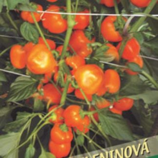 Paprika zeleninová Kulíšek - drobné plody, oranžová (Libera)