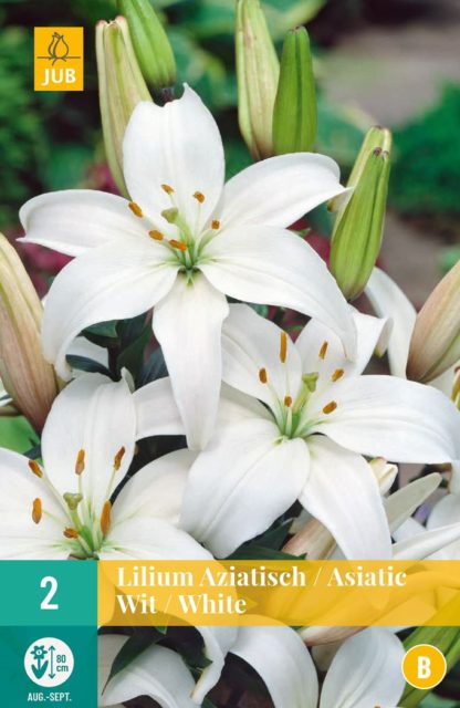 Lilie asijská White (2 cibule, bílá, karta)